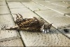 oiseau mort